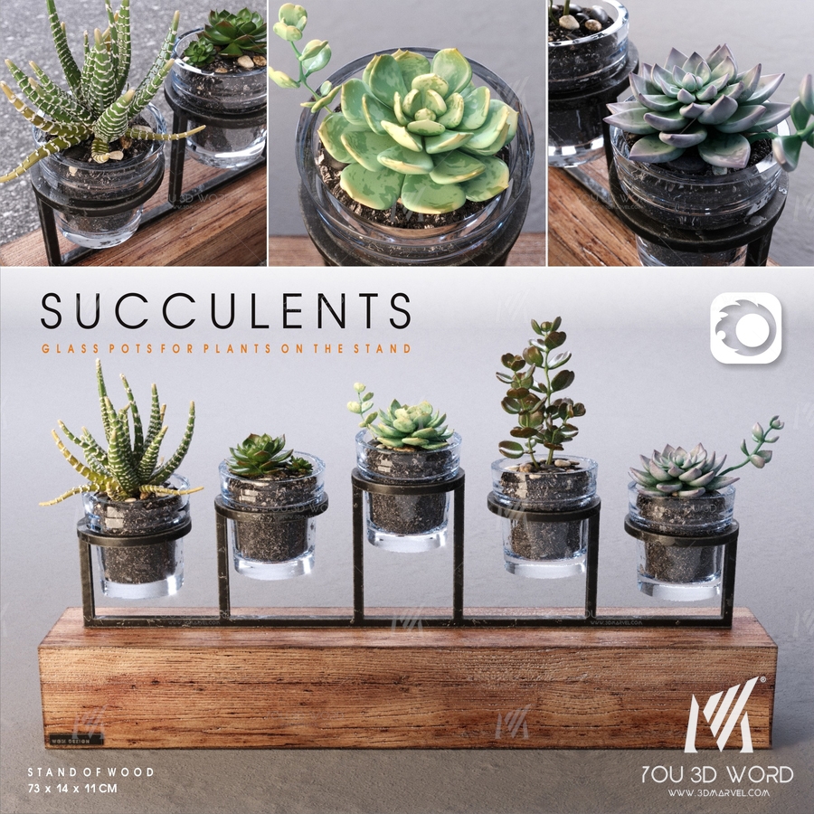 Succulents_set
